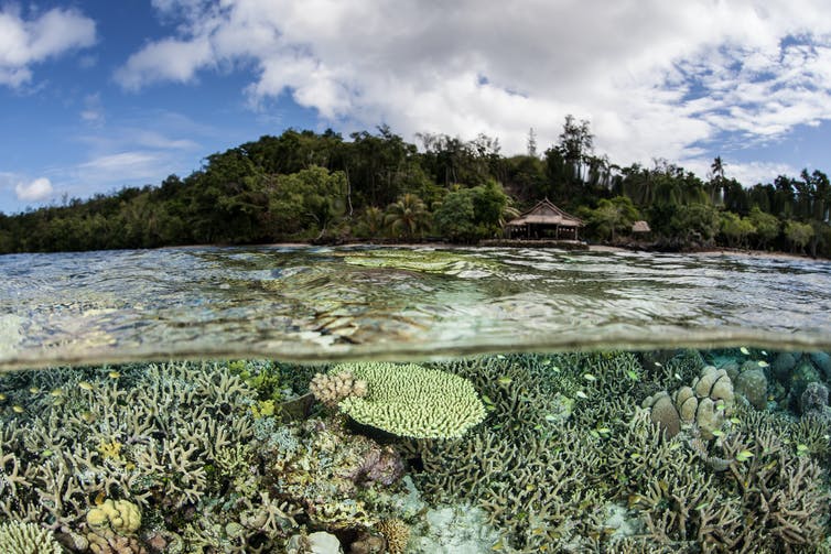 Una variedad de corales que crecen en aguas poco profundas con una isla tropical al fondo.