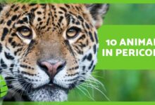 2022 Animales en peligro de extinción 🐧⚠️ (Top 10)