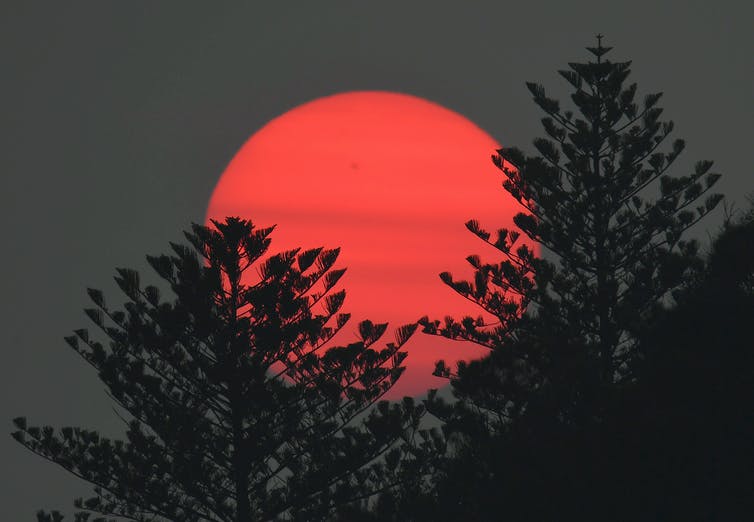 sol rojo contra árboles en silueta