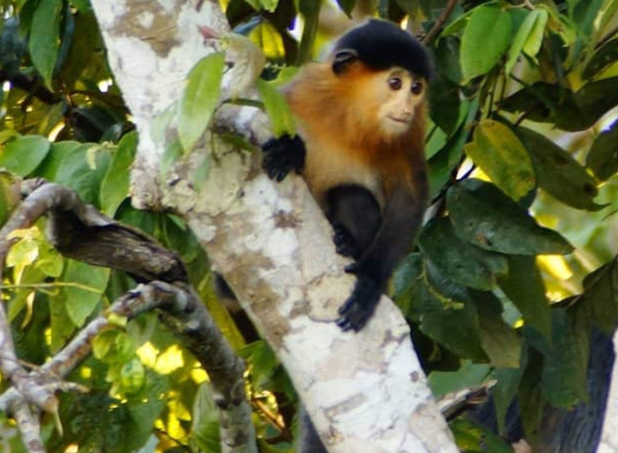 un mono parado en la rama de un árbol, con una mezcla de pelaje negro y rojizo
