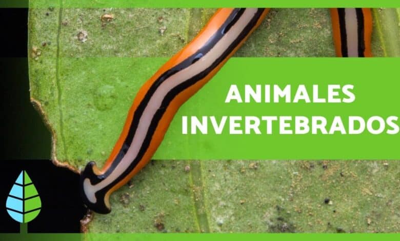 Invertebrados 🐙🐛 (características, clasificaciones y ejemplos)