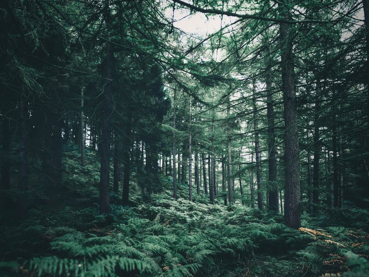 Un bosque con helechos y pinos altos.
