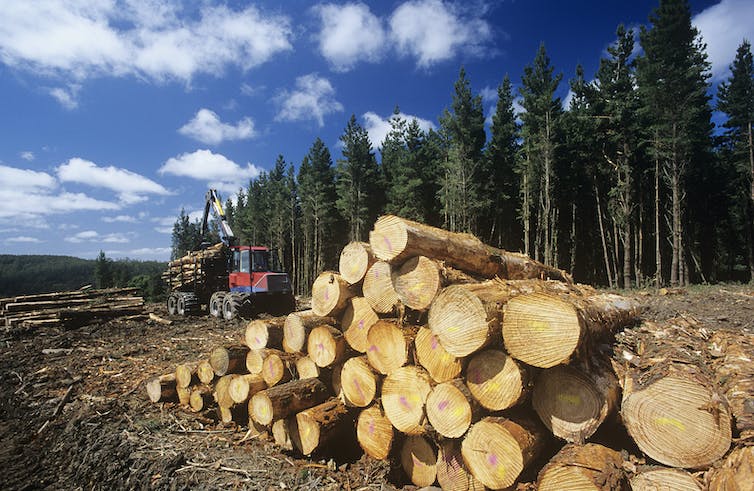 Una pila de troncos con un grupo de árboles y un camión cargado de madera detrás.