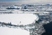 Comisión Antártica rechaza santuarios marinos propuestos