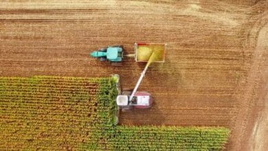 El cambio climático establece una trampa de sequía para el maíz estadounidense