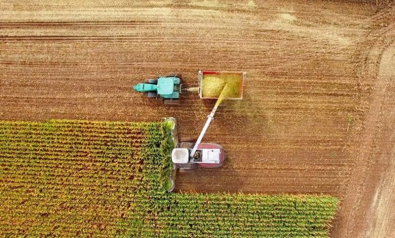 El cambio climático establece una trampa de sequía para el maíz estadounidense
