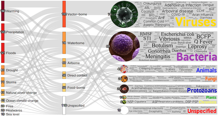 Gráfico de espagueti que muestra las vías que conectan los tipos de desastres climáticos, como inundaciones y calor, y tipos específicos de patógenos, como bacterias y virus.