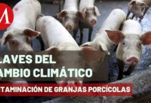 Industria Porcina, Problemas Ambientales en Yucatán | Clave Cambio Climático