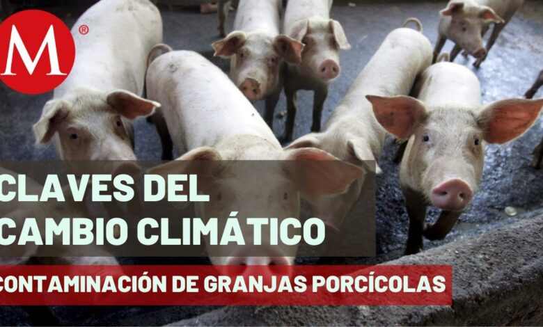 Industria Porcina, Problemas Ambientales en Yucatán | Clave Cambio Climático