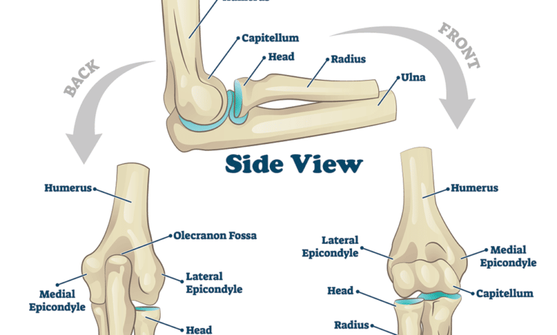 un diagrama que muestra cómo se ven los huesos del codo de lado, atrás y adelante