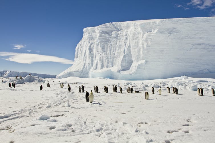 Pingüinos emperador en la capa de hielo de la Antártida Oriental