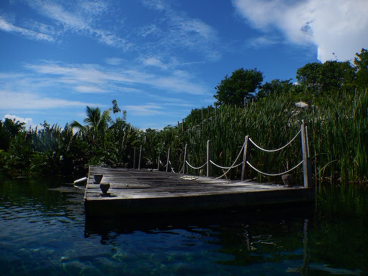 Un embarcadero flotante rodeado de manglares.