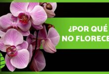 7 razones por las que las orquídeas no florecen 🌸🌱 ¡Haz que florezca!