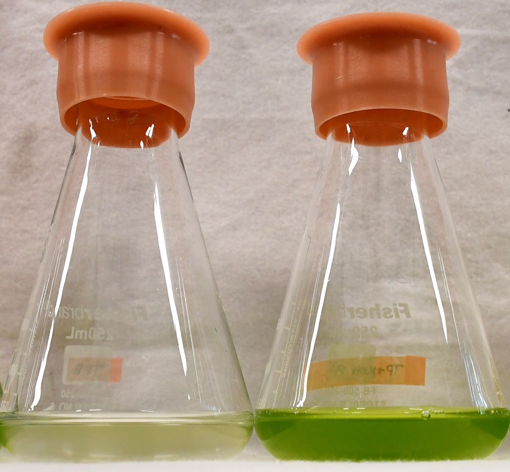 dos vasos de precipitados, uno con un líquido verde pálido en el fondo y otro con un líquido verde brillante en el fondo