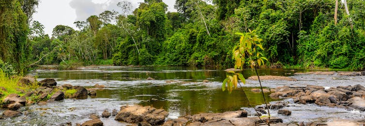 El río fluye a través de una selva tropical