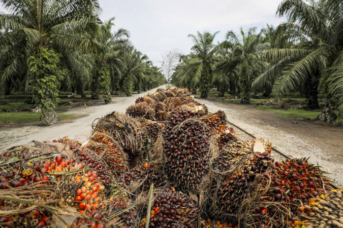 una foto de una carga de frutas de palma en un huerto
