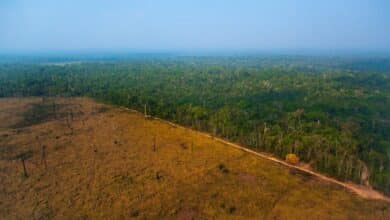 La deforestación del Amazonas cae donde la tierra está bajo control indígena