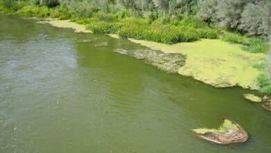 Tratando de domar el río Klamath lo llenó de algas tóxicas