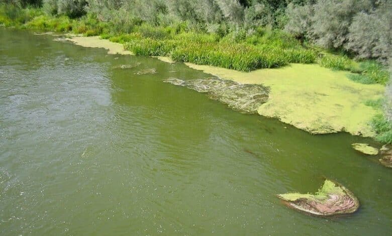 Tratando de domar el río Klamath lo llenó de algas tóxicas