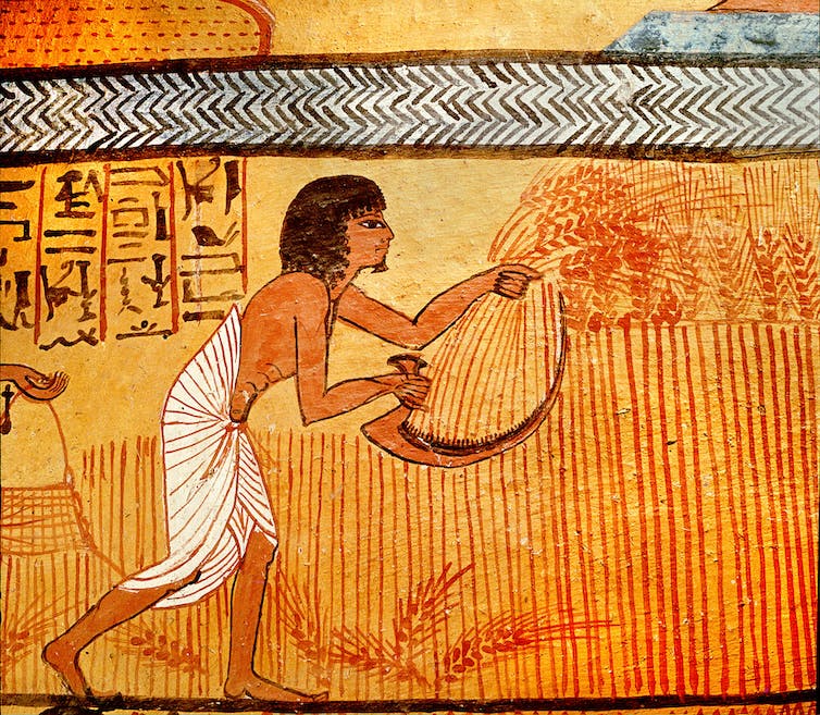 Pintura de una tumba egipcia que muestra a una persona sosteniendo una guadaña y cortando trigo.