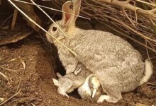 Conejos en estado salvaje // ¿Podemos tener conejos en estado salvaje⁉️ Parte 2 // 2022