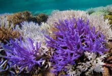 Corales de colores vencen al blanqueamiento - Scientific American
