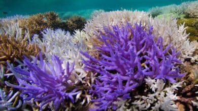Corales de colores vencen al blanqueamiento - Scientific American