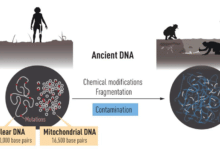 a diagram showing how ancient nuclear and mitochondrial DNA can fragment and be contaminated over time
