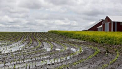 Los agricultores deben adaptarse a medida que el cinturón de maíz de EE. UU. se desplaza hacia el norte