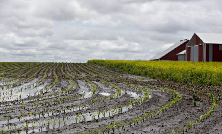 Los agricultores deben adaptarse a medida que el cinturón de maíz de EE. UU. se desplaza hacia el norte