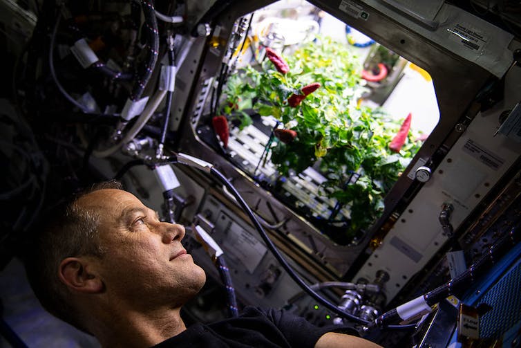 Un hombre mira chiles rojos brillantes que crecen en una abertura rectangular en la pared de una cápsula espacial