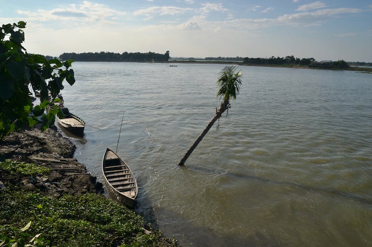 Un velero de madera descansa en un banco verde junto a una palmera que ha sido abrumada por el aumento del agua.