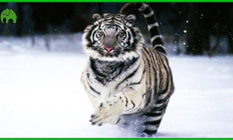 Hielo y nieve en Asia | Documentales de animales en alta definición | Geografía física