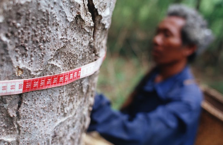 Un hombre mide un árbol con una cinta métrica.
