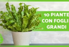 10 plantas de hoja grande 🌿 (interior y exterior)