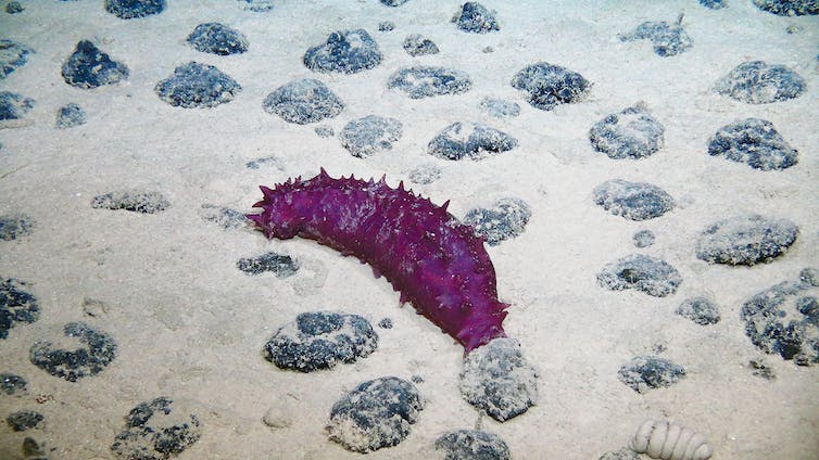 Una criatura marina que parece una oruga roja brillante de gran tamaño se arrastra entre los nódulos en el fondo del mar.