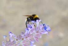 El aumento de las temperaturas es en parte culpable del declive de los abejorros