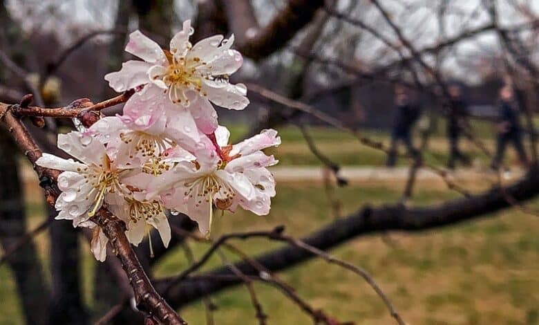 Las flores de cerezo están brotando temprano debido al calentamiento