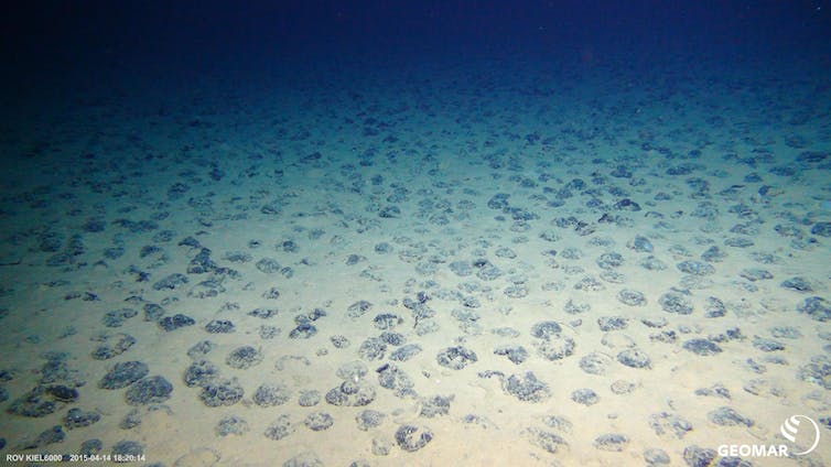 Una vista de un fondo marino con nódulos que parecen adoquines en una calle.