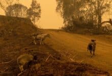 Sí, el cambio climático influyó en los incendios forestales sin precedentes de Australia