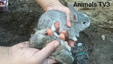 Viviendo con conejos // Cómo rescatar conejos bebés de la naturaleza 2022