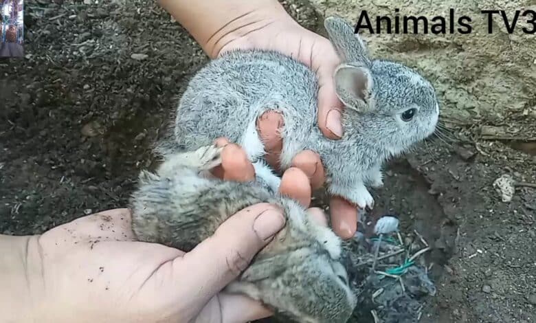 Viviendo con conejos // Cómo rescatar conejos bebés de la naturaleza 2022