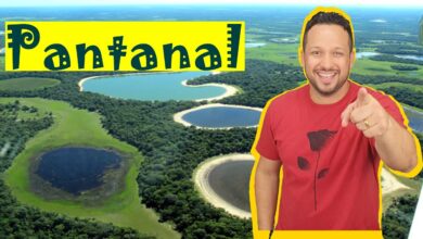 Humedales del Pantanal - Características Generales, Fauna, Flora y Adaptaciones - Biomas Brasileños - Ecología