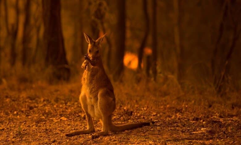 Los incendios forestales de Australia probablemente han devastado la vida silvestre, y el impacto solo empeorará