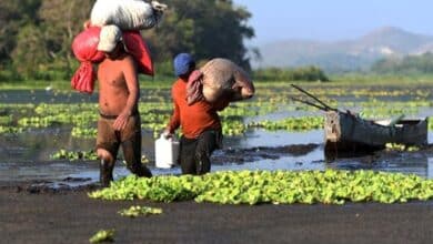 Quinto año consecutivo de sequía en Centroamérica que ayuda a impulsar la migración