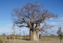 Las tallas en los árboles boab de Australia revelan la historia perdida de un pueblo