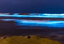 Las algas detrás de las ondas azules iluminan un nuevo dispositivo