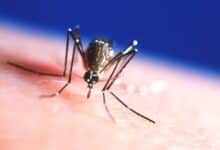 La propagación de enfermedades mortales transmitidas por mosquitos puede estar relacionada con el cambio climático