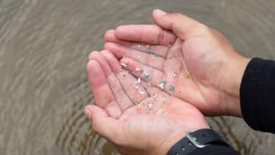La vida marina puede sufrir a medida que los pedazos de plástico alteran los metales en el agua
