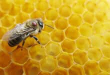 Un dispositivo detecta y cuenta las abejas que albergan un parásito peligroso